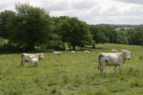 Paysage de bocage  Menetou-Rtel